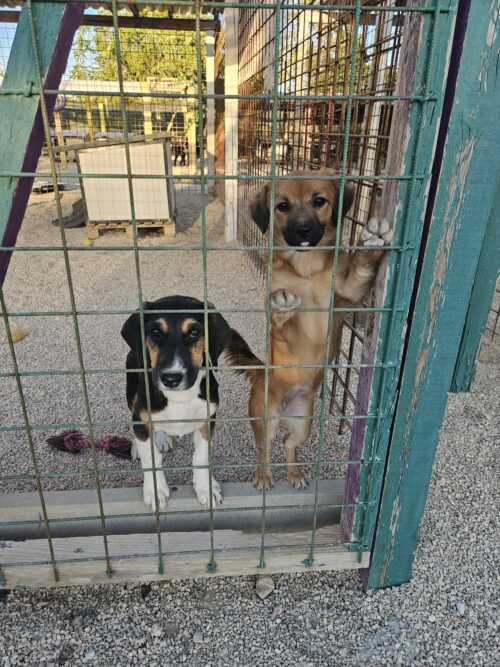 HUMANITARNA AKCIJA POVODOM BLAGDANA SV. FRANJE ASIŠKOG – “ŠAPA DOBROTE”